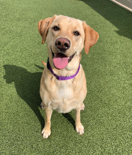 Dog Day Care Center «Pet Me Scratch Me», reviews and photos, 2551 E Main St, Onalaska, WI 54650, USA