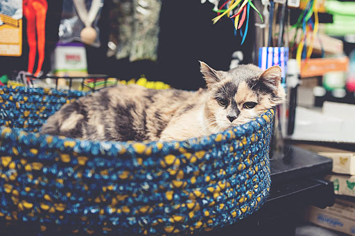 Pet Supply Store «Pet Place Market», reviews and photos, 213 Bendigo Blvd N #2, North Bend, WA 98045, USA