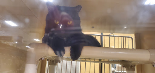 Pet Supply Store «PetSmart», reviews and photos, 3 McKenna Rd, Arden, NC 28704, USA