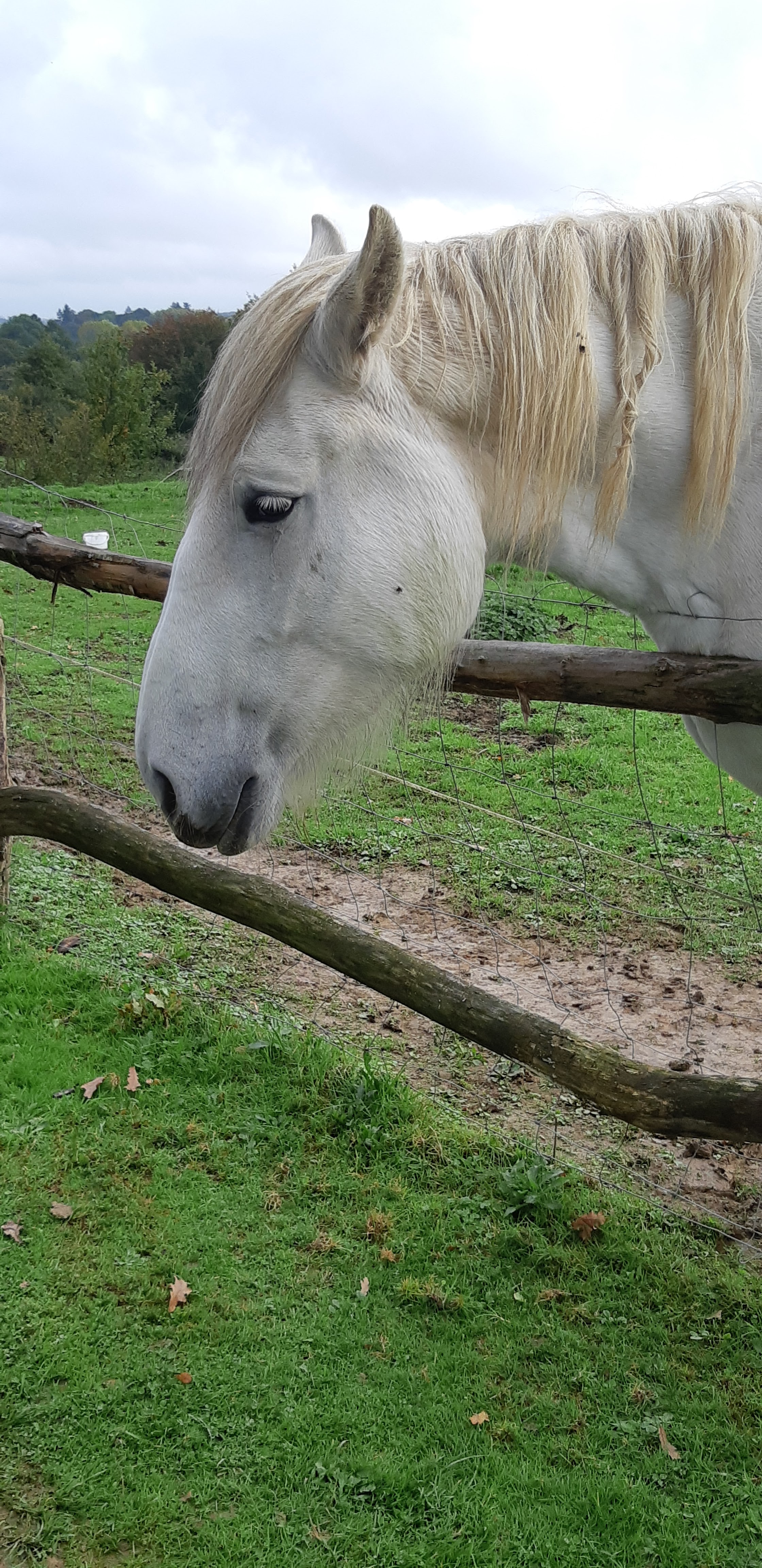 Photo n° 15 de l'avis de Yannick.a fait le 27/10/2019 à 14:17