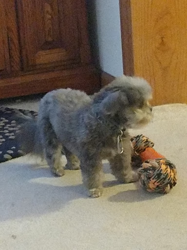 Pet Supply Store «Petco Animal Supplies», reviews and photos, 693 Middletown Warwick Rd, Middletown, DE 19709, USA