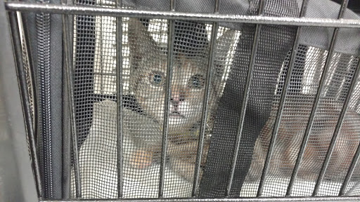 Pet Supply Store «Pet Supplies Plus», reviews and photos, 5394 Kemps River Dr Suite 101, Virginia Beach, VA 23464, USA