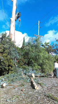 Tiger Landscape & Tree Service - Photo 5 - Car repair in Escondido, CA, Escondido