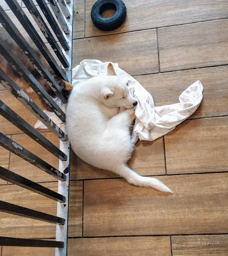 Pet Store «Charm City Puppies», reviews and photos, 8205 Snowden River Pkwy, Columbia, MD 21045, USA