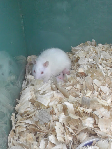 Pet Store «Southside Aquatics», reviews and photos, 2039 Pleasanton Rd, San Antonio, TX 78221, USA