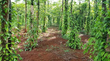 Vườn Tiêu Dài Chư Sê 5