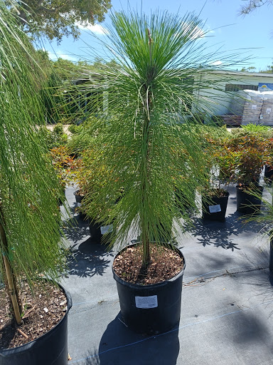 Plant Nursery «Wilcox Nursery», reviews and photos, 12501 Indian Rocks Rd, Largo, FL 33774, USA
