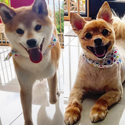 Posh Pooches Dog Groomers