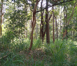 Chaloem Phrakiat Kanchana Pisek 2539 Park photo