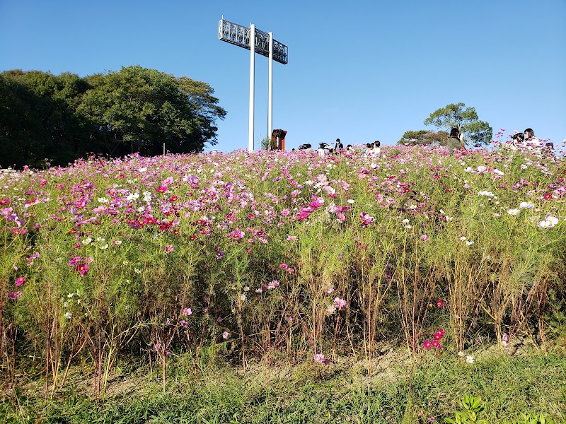 コスモスの丘 兵庫県神戸市 公園 公園 グルコミ
