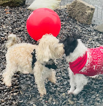 Petphoria Play & Stay Luxury Pet Hotel - Photo 5 - Car repair in North Syracuse, NY, Syracuse