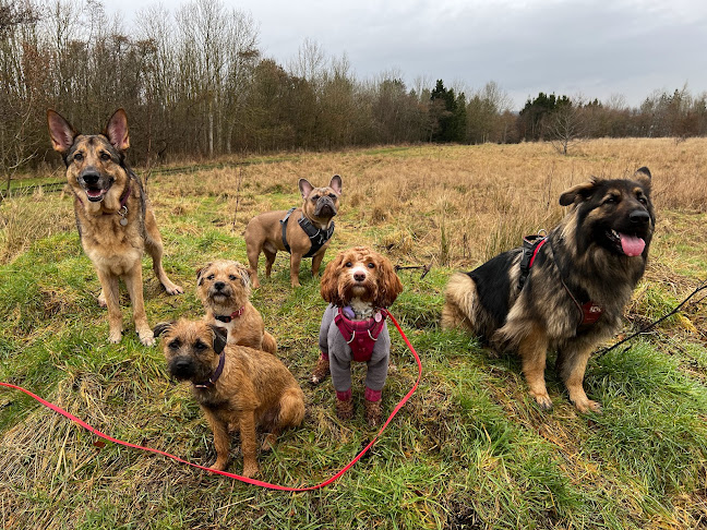 Reviews of The Woof Pack Dog Walking & Pet Services/Training in Livingston - Dog trainer