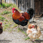 Photo n°3 de l'avis de Michael.i fait le 21/04/2024 à 13:20 sur le  Markus Wasmeier Freilichtmuseum à Schliersee