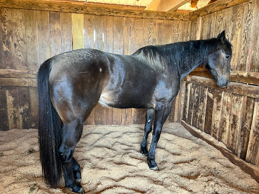 Louisiana Center For Equine image