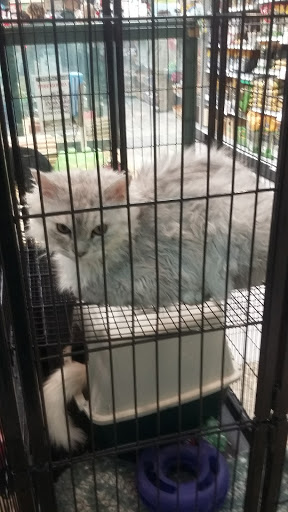 Pet Store «Petland Strongsville», reviews and photos, 1148 Southpark Center, Strongsville, OH 44136, USA