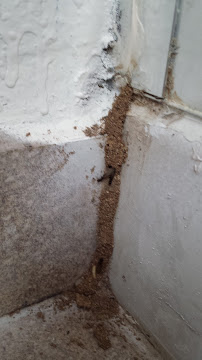 Beeline Pest Control - Photo 1 - Car repair in , Nashville
