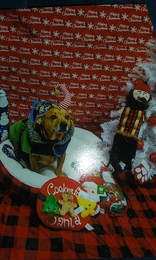 Pet Supply Store «Pet Supplies Plus», reviews and photos, 2201 US-281, Marble Falls, TX 78654, USA