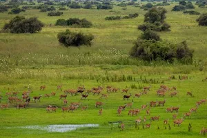 Gambella National Park image