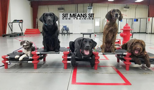 Sit Means Sit Dog Training - Indianapolis