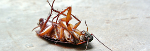 Bessemer Remedy Pest Control