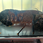 Photo n°3 de l'avis de Vincenzo.e fait le 02/06/2021 à 14:57 sur le  La Genuina à Cardito