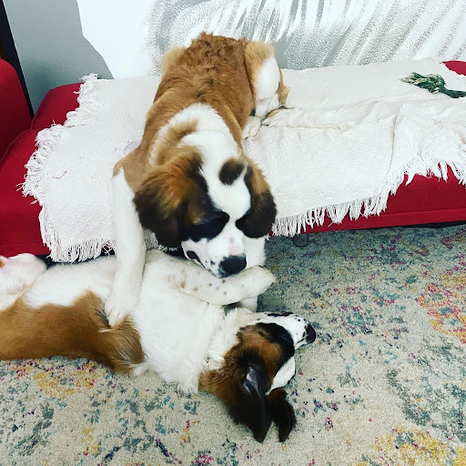 Pet Supply Store «Petco Animal Supplies», reviews and photos, 4450 Commercial St SE #150, Salem, OR 97301, USA