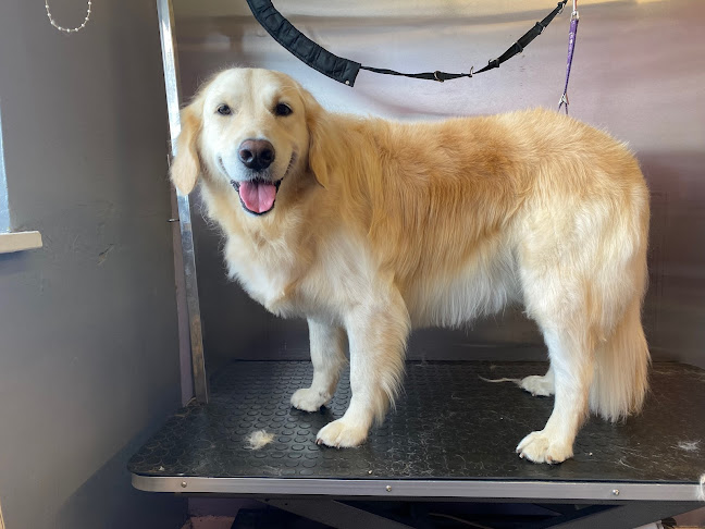 Comments and reviews of Doggroomology