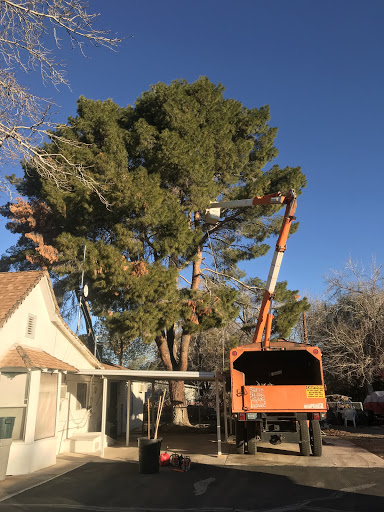 Tree Doctor Services