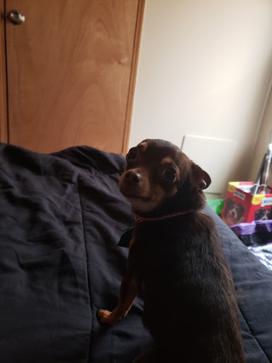 Pet Supply Store «Pet Supplies Plus», reviews and photos, 2912 Council Tree Ave #100, Fort Collins, CO 80525, USA