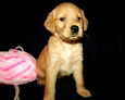 Places to buy a golden retriever in Hartford