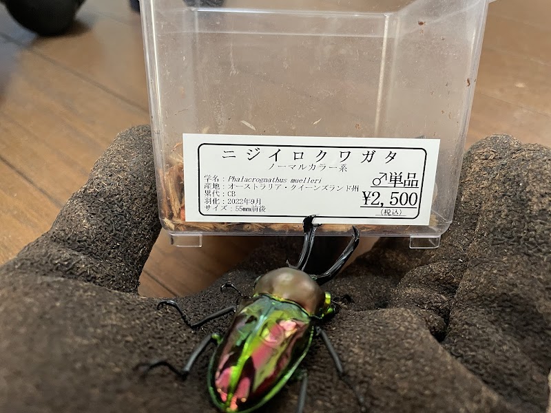 かぶとむし専門店 Beetle on(ビートロン) 仙台店
