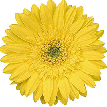 Florist «Flowers N More», reviews and photos, 740 SE Madison St, Albany, OR 97321, USA