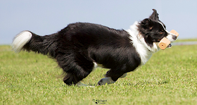 Chedal Border Collies