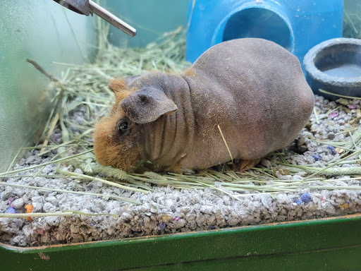 Pet Supply Store «Atlas Pet Supply», reviews and photos, 12761 Central Ave NE, Blaine, MN 55434, USA