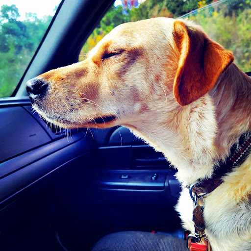 Sporting Goods Store «Academy Sports + Outdoors», reviews and photos, 1585 Scenic Hwy N, Snellville, GA 30078, USA