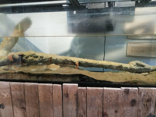 Museum «Port Isabel Historical Museum», reviews and photos, 317 E Railroad Ave, Port Isabel, TX 78578, USA