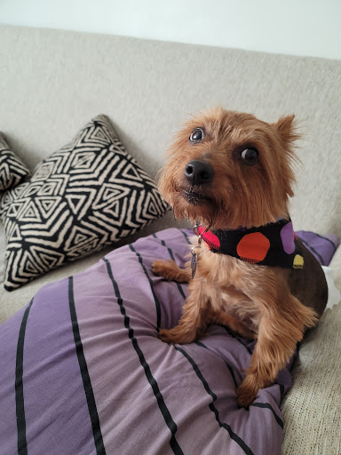 Pet Boarding Service «About Pets Center», reviews and photos, 1604 Conehurst Blvd, Salem, VA 24153, USA