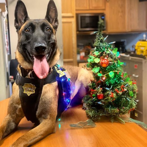 Ridgeside K9 NorCal Dog Training image