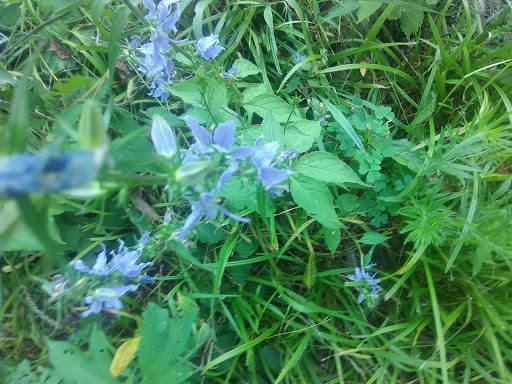 Nature Preserve «Meltzer Woods», reviews and photos, 1522 S 600 E, Shelbyville, IN 46176, USA