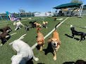 Best Dog Training Classes Nice Near You