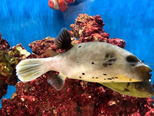 Pet Supply Store «Petco Animal Supplies», reviews and photos, 1419 Towne Square Blvd NW, Roanoke, VA 24019, USA