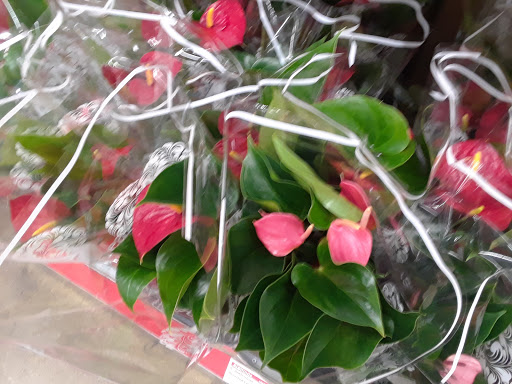 Supermarket «ALDI», reviews and photos, 3707 S Orlando Dr, Sanford, FL 32773, USA