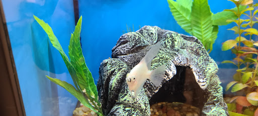 Pet Supply Store «Pet Supplies Plus», reviews and photos, 217 Indian Lake Blvd #200, Hendersonville, TN 37075, USA