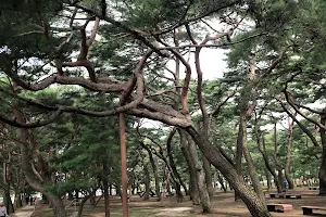 하동 송림공원 image