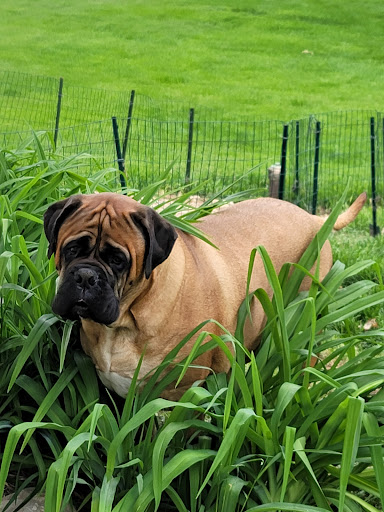 Pleasant Valley Vet Hospital SC: Bougie Laura DVM image