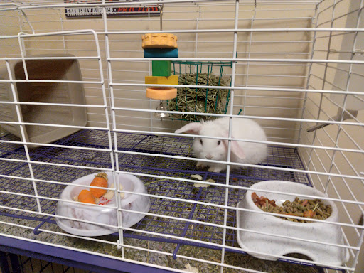 Pet Supply Store «Petco Animal Supplies», reviews and photos, 3835 Phoenix Ave, Fort Smith, AR 72903, USA