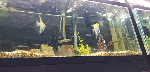Tropical Fish Store «Two Turtles Pet Center», reviews and photos, 760 W Market St, Akron, OH 44303, USA