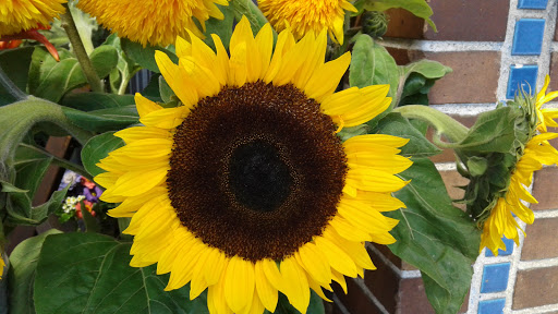 Florist «Wisteria Rockridge», reviews and photos, 6307 College Ave, Oakland, CA 94618, USA