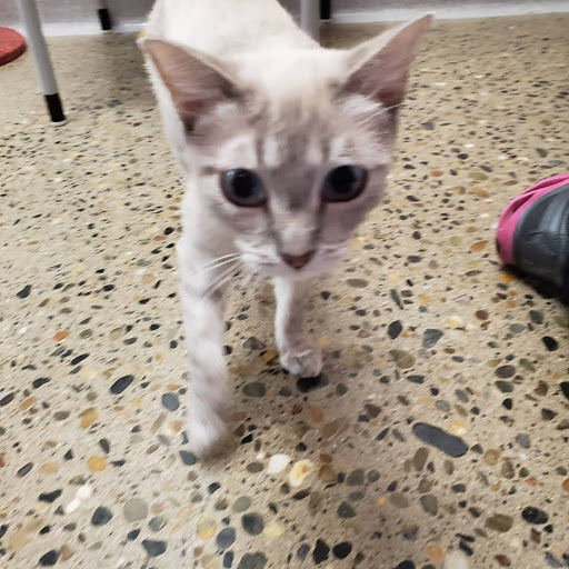 Placer County Animal Services Center image