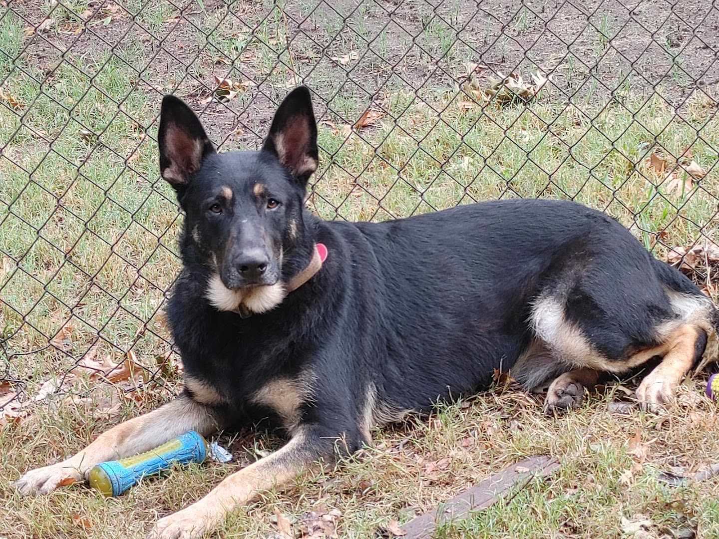 Awsome K9 Training and Rescue